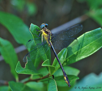 Stylurus potulentus, male